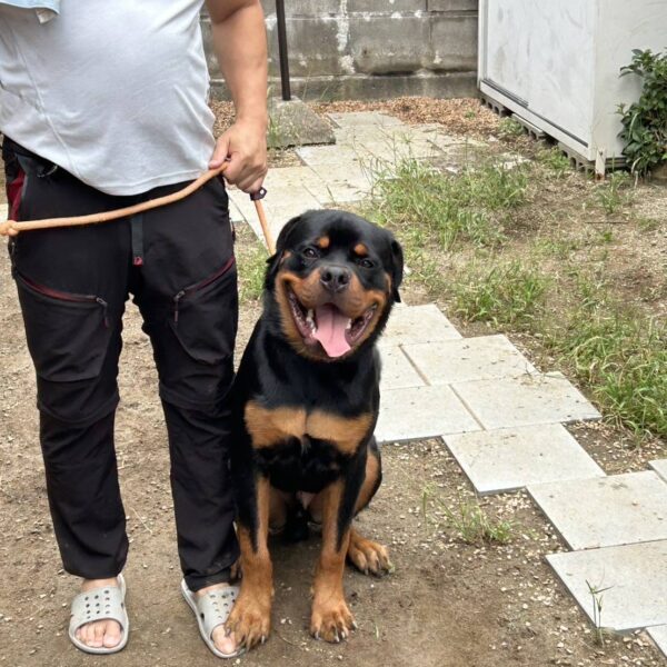 <span class="title">ロッティくんからお便り届きました✨</span>