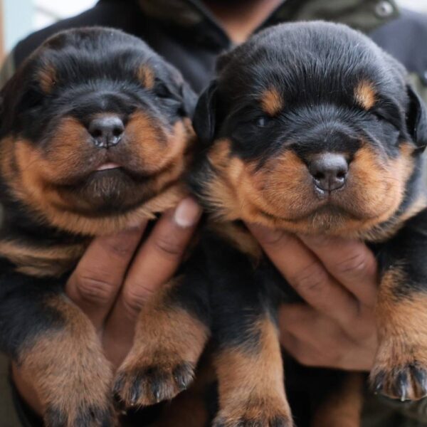 <span class="title">ロットワイラーの赤ちゃん目が開きました😊</span>