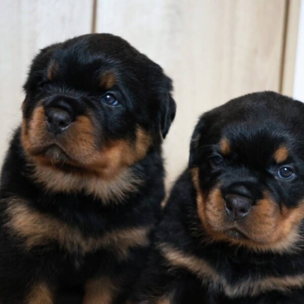 <span class="title">✨離乳しました😊</span>